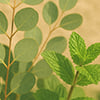 Eucalyptus Mint