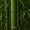 Bamboo