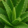 Aloe Bloom